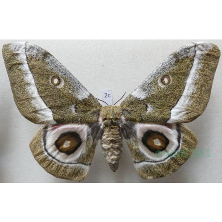 Gonimbrasia zambesina (Walker, 1865) female ex.pupa Kenya 113mm2c